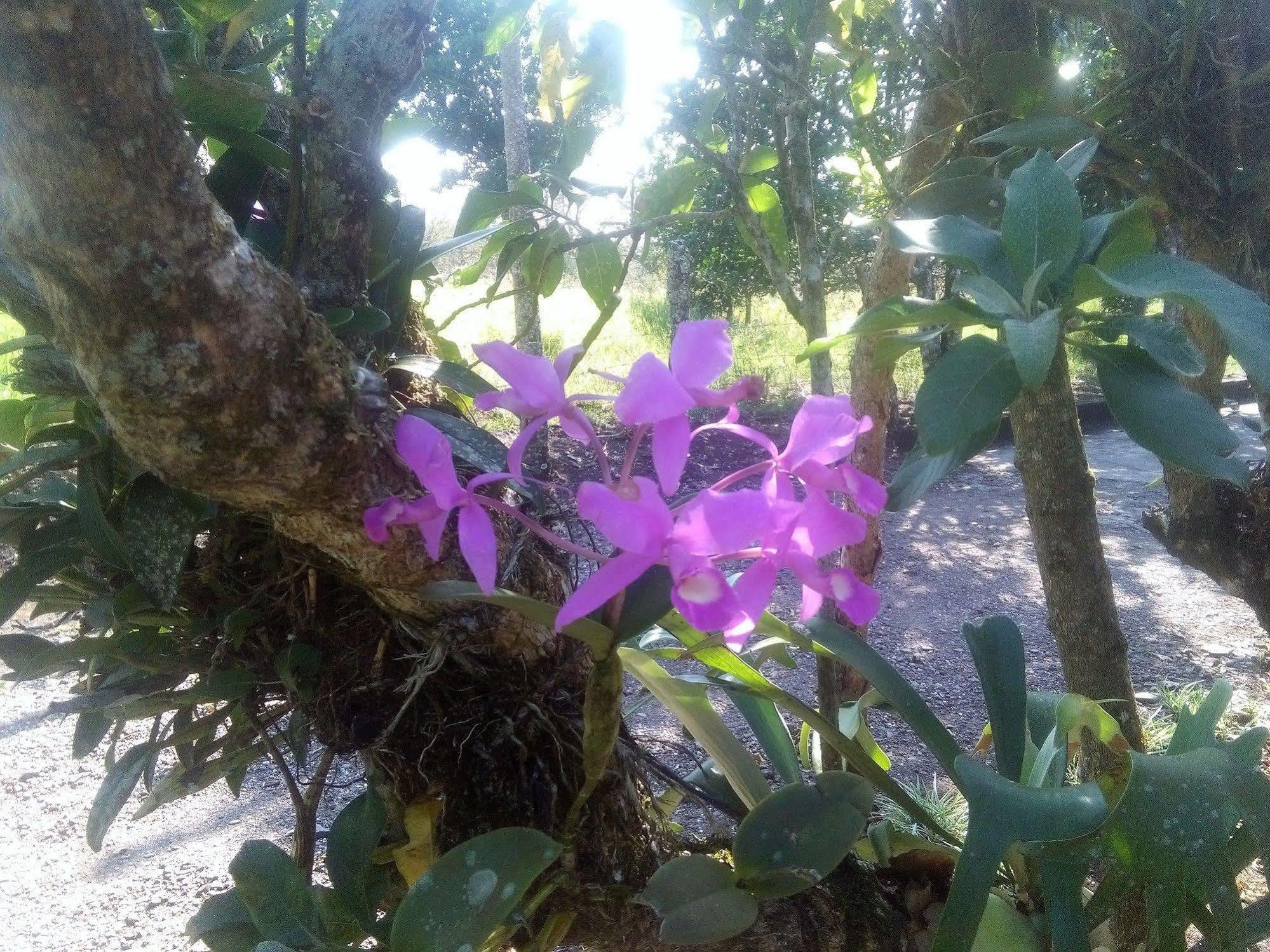 Paraiso Volcano Lodge Guayabo  Экстерьер фото